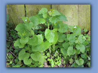 Garlic Mustard in Hetton Lyons Country Park 25th April 2021 2.jpg